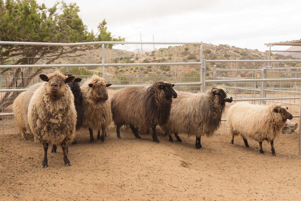 Navajo Churro Sheep